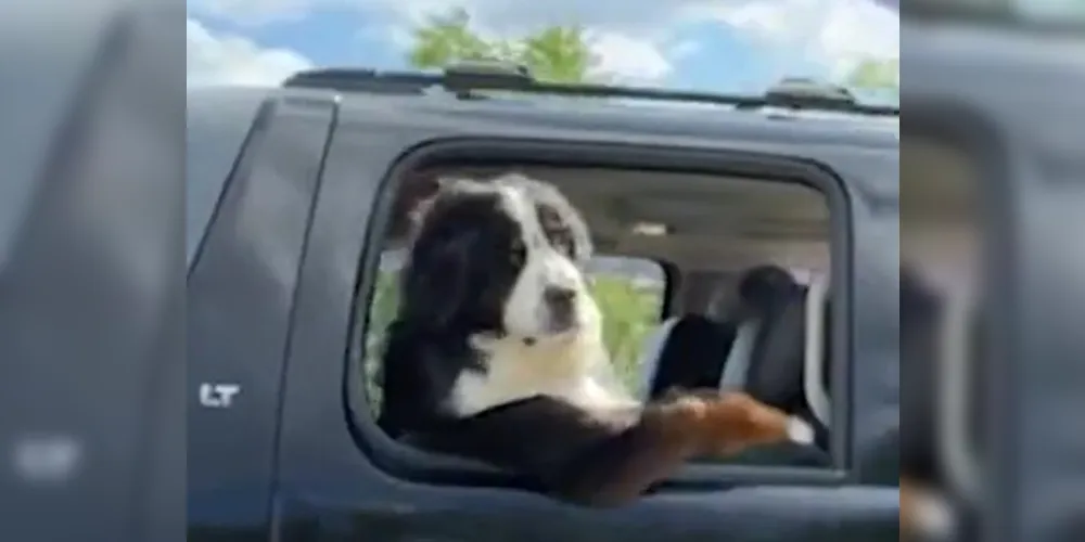 Um cão fazendo a famosa pose "braço de caminhoneiro", com apenas uma das patas para fora, não é algo que vemos todos os dias