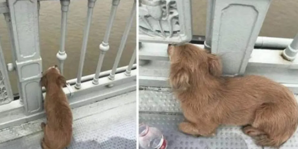 Por pelo menos quatro dias o cachorrinho ficou esperando o homem emergir das águas em que o viu pela última vez