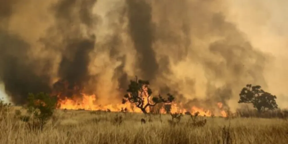 Imagem ilustrativa da imagem Incêndio atinge área de parque estadual de São Paulo