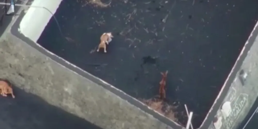 Sem possibilidade de resgate, os animais estão sendo alimentados e monitorados por meio de drones