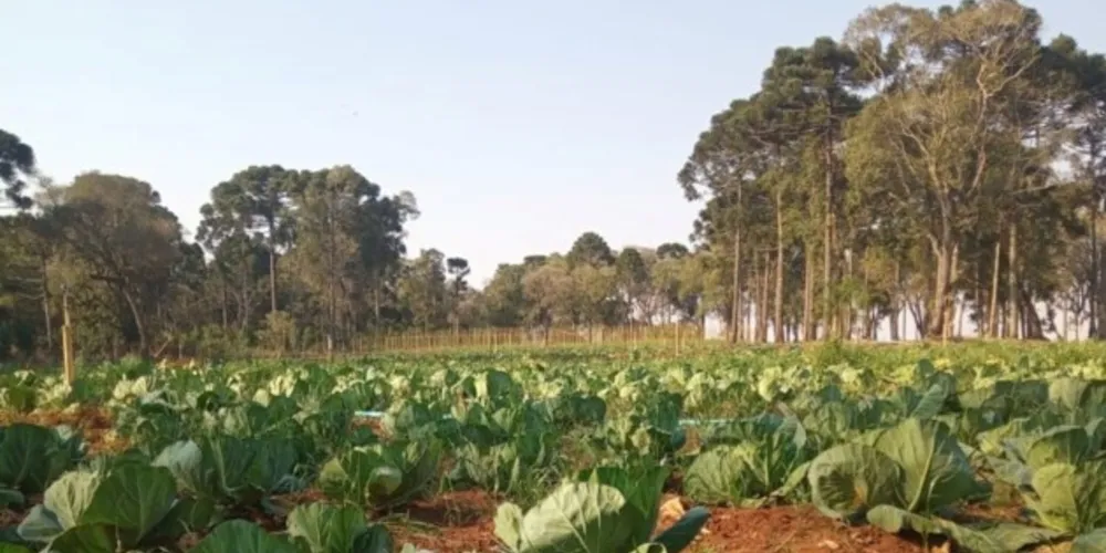Administração local pretende estimular a produção orgânica