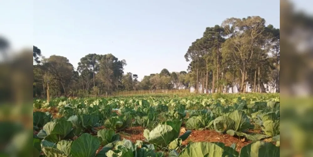 Administração local pretende estimular a produção orgânica