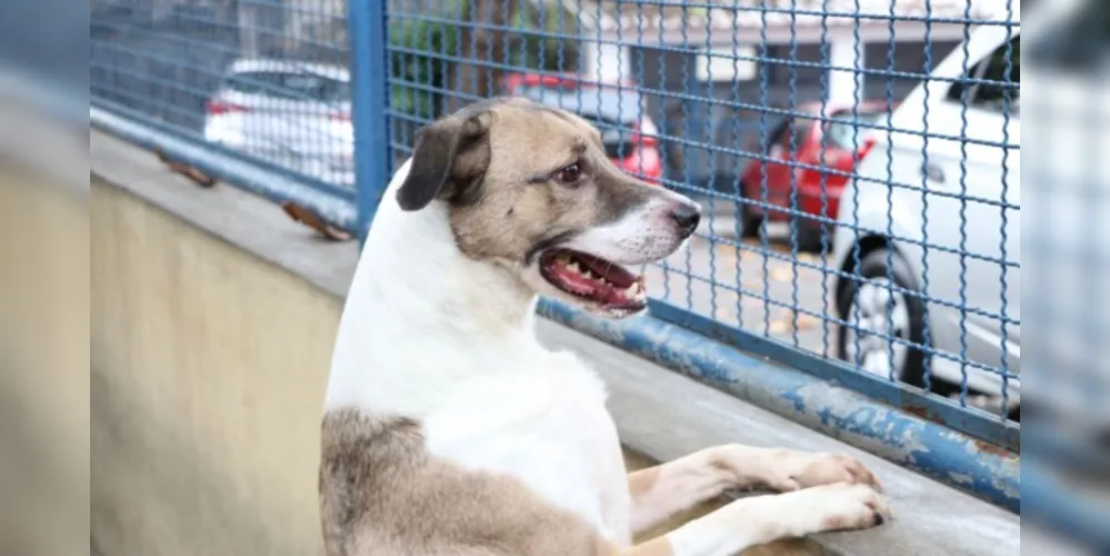 Apesar de positivos, os animais não têm sinais clínicos da doença