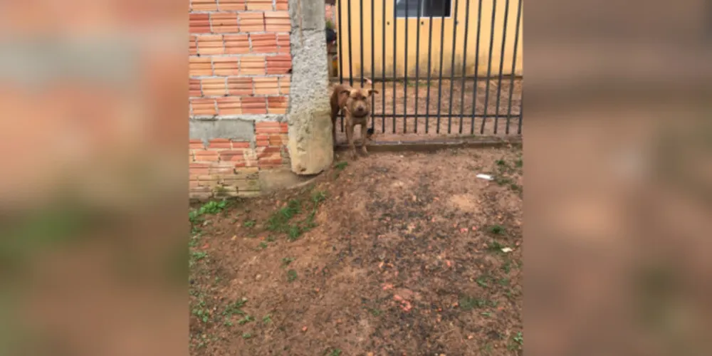 O suspeito negou os fatos, alegando apenas alimentar o animal.