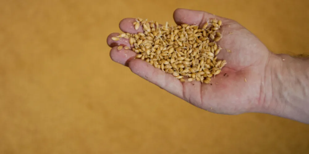 Nova tecnologia para cevada já foi testada por produtores do Sul do país