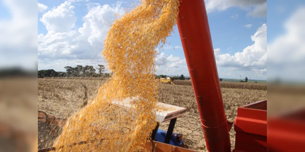 Perspectiva é de crescimento no total colhido no próximo ano