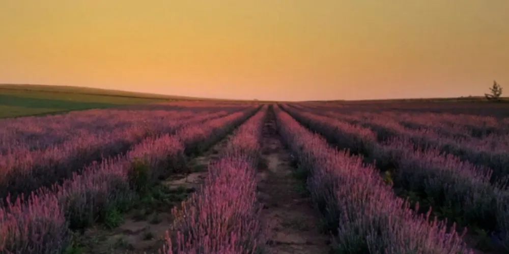 Expectativa é um aumento de 2% a 5% no âmbito das floriculturas 