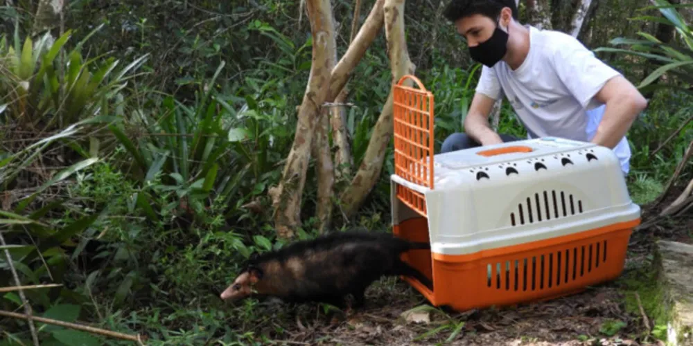 O alerta do órgão ambiental é que o final do inverno e o começo da primavera coincide com a época de reprodução desses animais.
