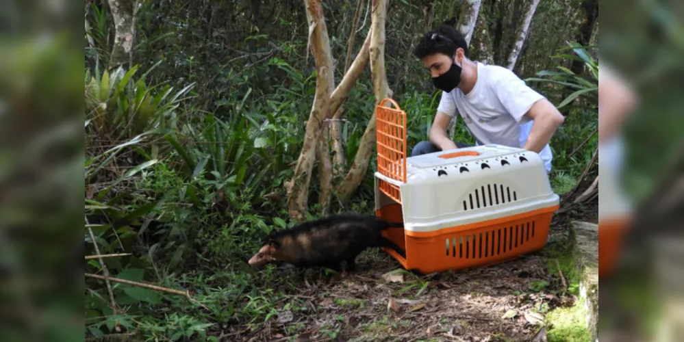 O alerta do órgão ambiental é que o final do inverno e o começo da primavera coincide com a época de reprodução desses animais.