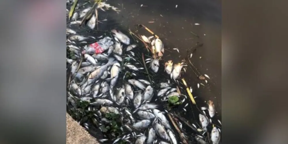Cerca de uma tonelada de peixes mortos já foram recolhidos e enviados para local adequado