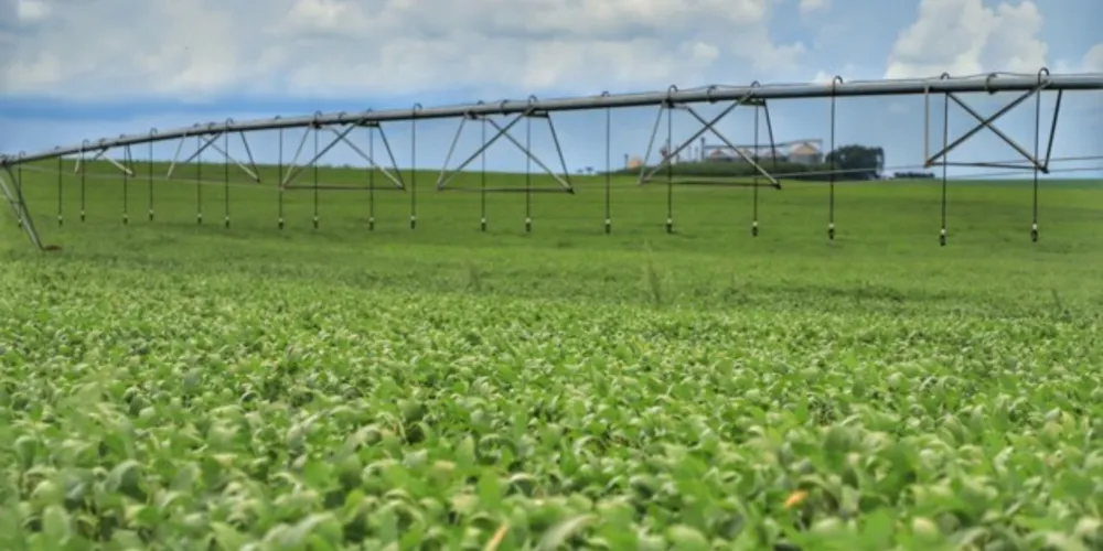 Área de cultivo deve chegar a 5,62 milhões de hectares
