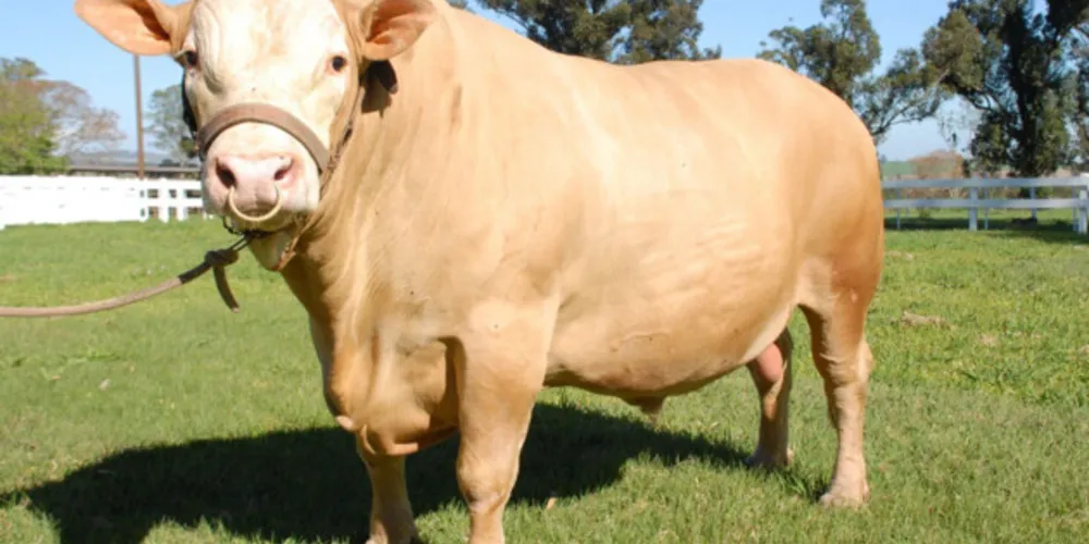 A Purunã é uma raça desenvolvida a partir de cruzamentos entre outras raças — Charolês, Aberdeen Angus, Caracu e Canchim