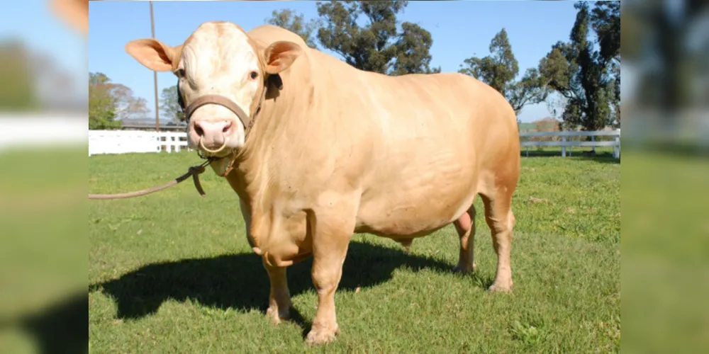 A Purunã é uma raça desenvolvida a partir de cruzamentos entre outras raças — Charolês, Aberdeen Angus, Caracu e Canchim