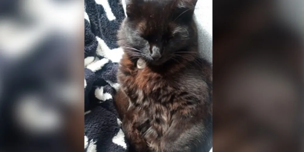Animal sumiu na última segunda (24) e atende pelo nome de Lelê