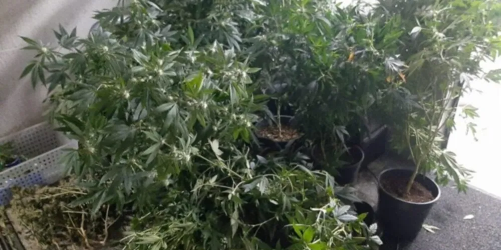 Na residência do DJ, no Jardim Social, a polícia comprovou a existência de uma plantação de maconha.
