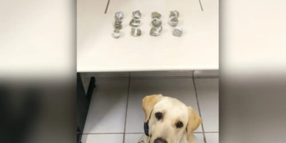 PM encontra porções de maconha com homem no bairro Neves, nesta sexta-feira (10)