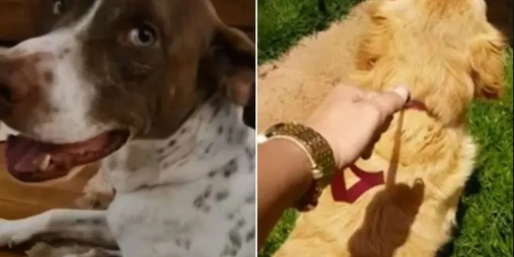 Rambo e Spike foram vítimas de maus-tratos. Se vencerem, o dinheiro deverá ser usado exclusivamente para eles e comprovado na Justiça