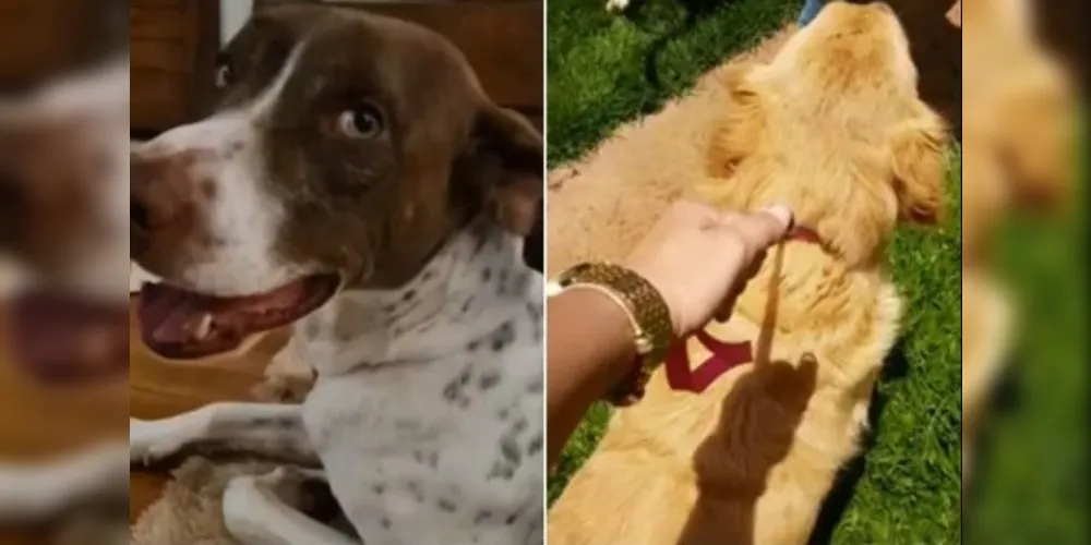 Rambo e Spike foram vítimas de maus-tratos. Se vencerem, o dinheiro deverá ser usado exclusivamente para eles e comprovado na Justiça