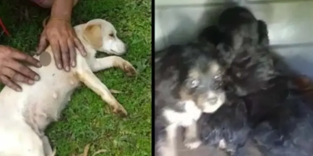 'Polaca' ainda amamentava filhotinhos que nasceram recentemente