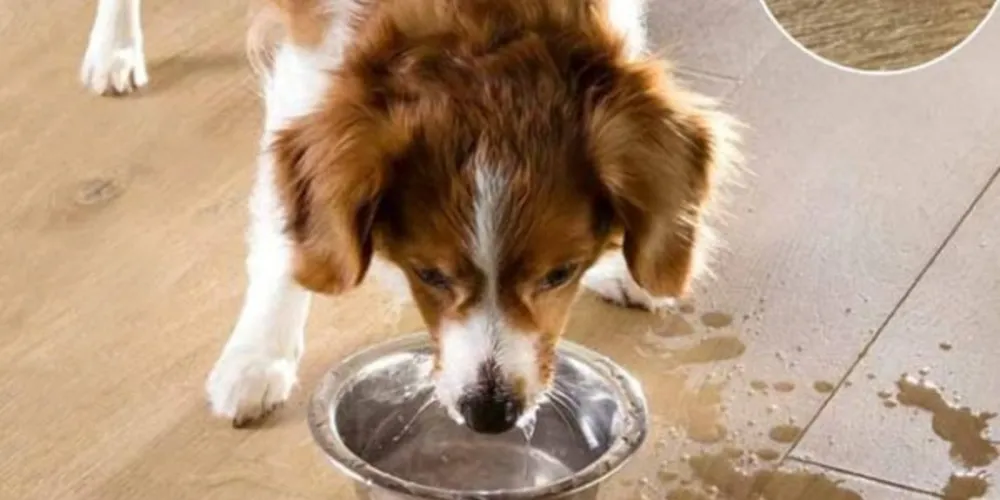 O piso pode ser algo mais estética e visual, mas para os animais têm um impacto direto na aderência de patas e garras