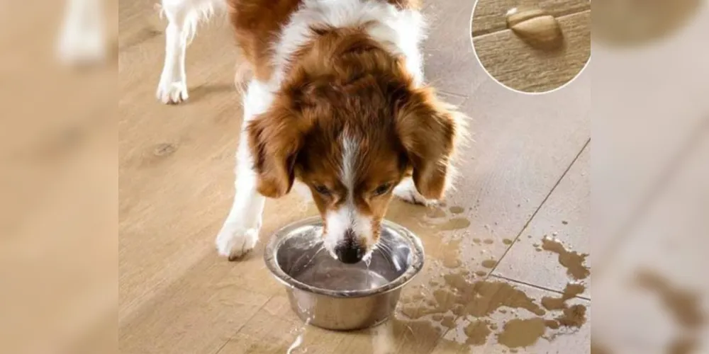 O piso pode ser algo mais estética e visual, mas para os animais têm um impacto direto na aderência de patas e garras
