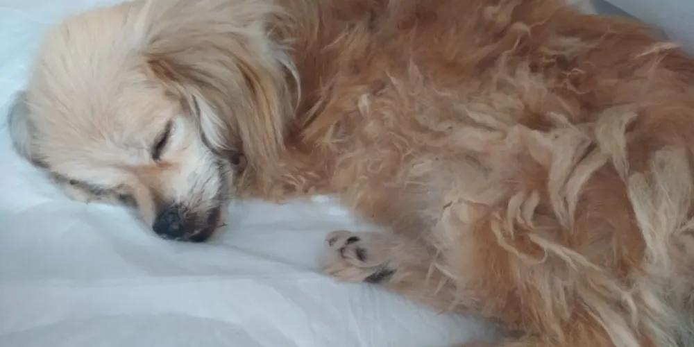 Segundo o veterinário os animais correm grande risco de óbito.