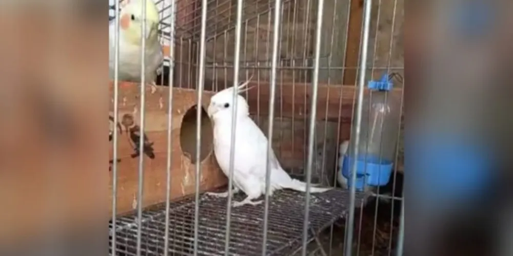 O filho mais velho da família fez um apelo nas redes sociais procurando pelos animais de estimação.