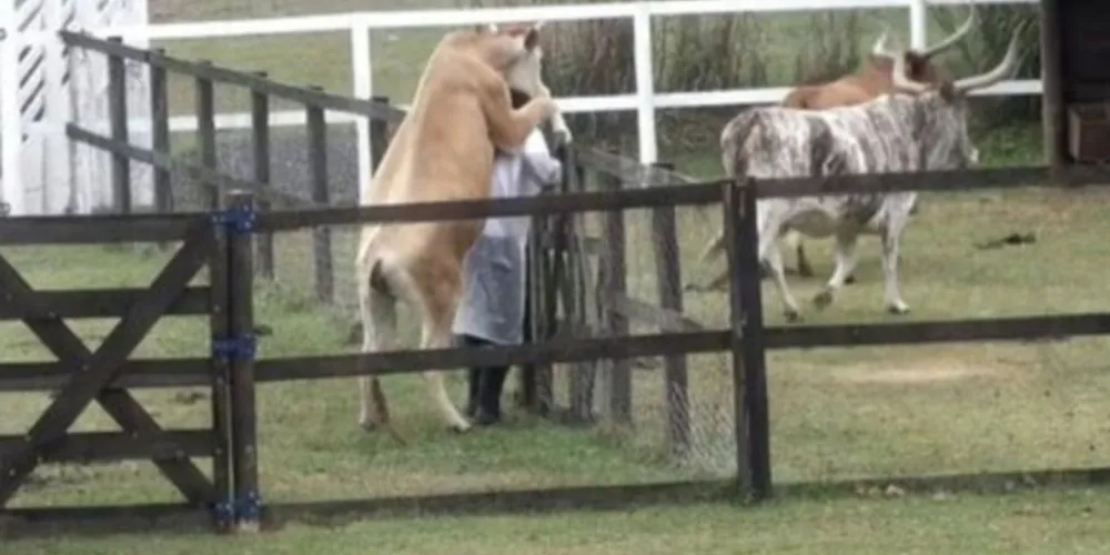 Passado o susto, o próprio cantor começou a rir da situação e passou a acariciar a vaca