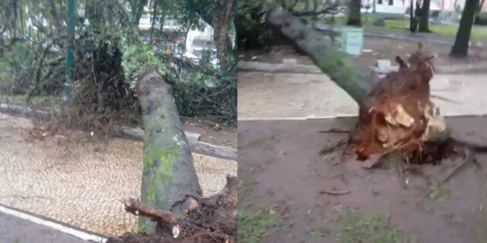 Árvore caiu nesta tarde na Praça Barão do Rio Branco