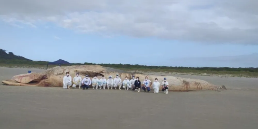 Baleia de quase 20 metros encalha na Ilha do Mel, em Paranaguá