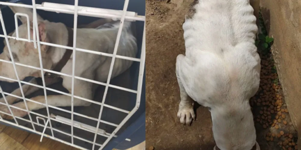 Cachorro estava em avançado estado de desnutrição e desidratação, com os ossos da pelve e costela evidentes