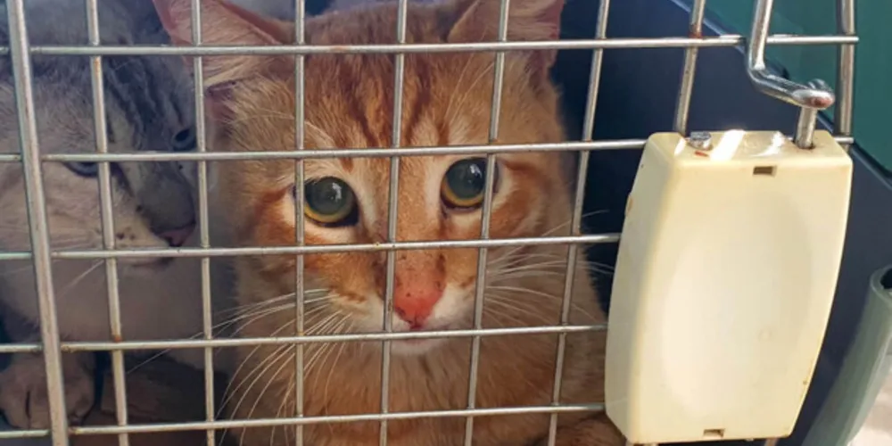 CastraPet Paraná percorre 17 cidades em novembro