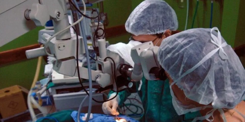 Como os porcos têm a fisiologia mais parecida com a dos humanos, eles são considerados uma opção promissora como doadores.