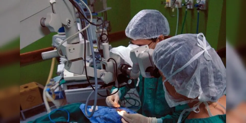 Como os porcos têm a fisiologia mais parecida com a dos humanos, eles são considerados uma opção promissora como doadores.