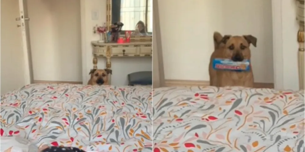 Bambino, um vira-lata caramelo, rosnou para a tutora e, arrependido com a atitude, decidiu apaziguar a briga oferecendo-lhe um pacote de bolacha