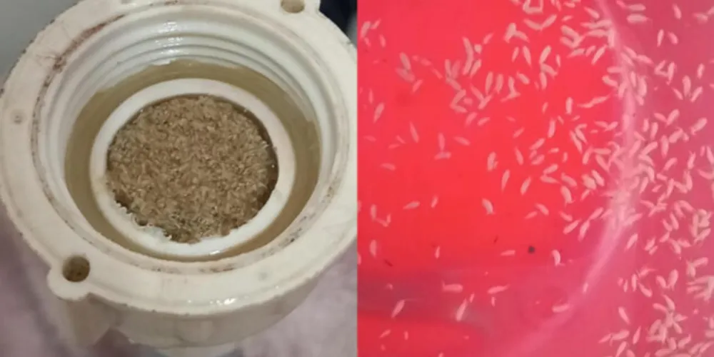 Imagem ilustrativa da imagem Moradores reclamam de água com larvas em PG