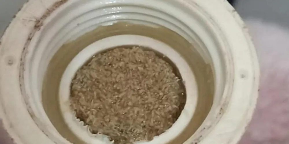 Microrganismos estão causando problemas na região de Ponta Grossa