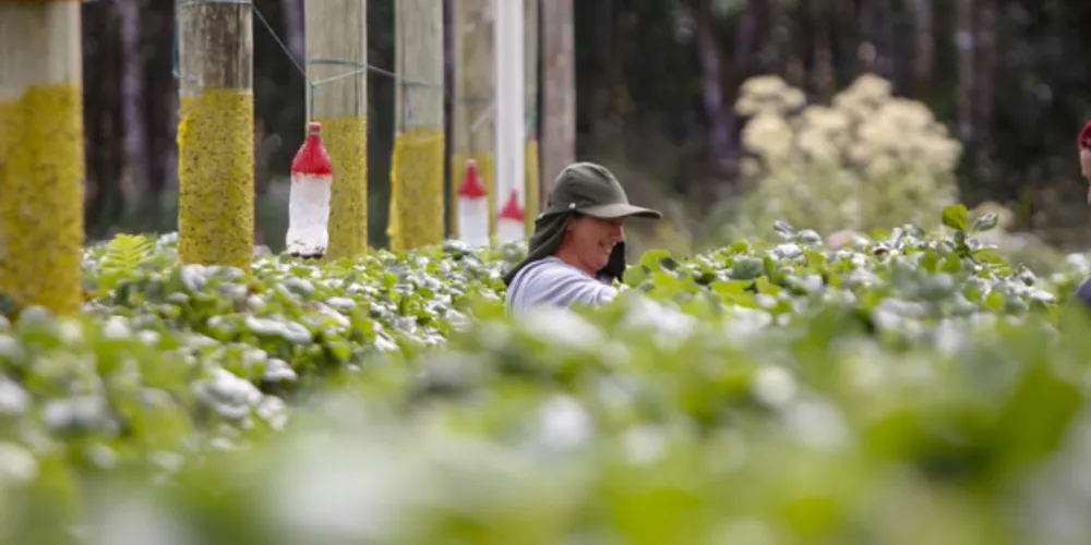 As boas práticas serão reconhecidas anualmente em 12 categorias