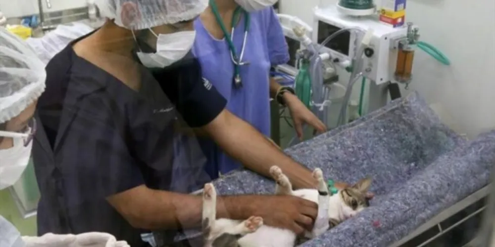 Dados da OMS revelam que o país tem cerca de 30 milhões de animais abandonados.