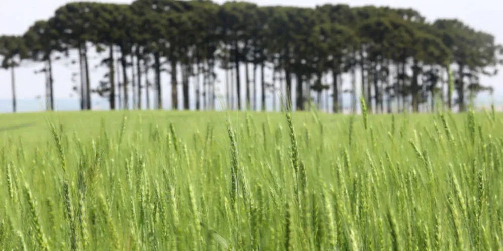 A cevada revela-se uma boa opção para a composição de um sistema sustentável