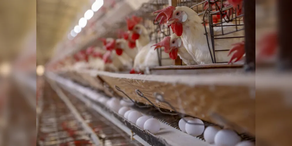 Produção de frango deverá render um VBP de R$ 34,5 bilhões em 2021, mais que o dobro de Santa Catarina (R$ 14 bilhões)