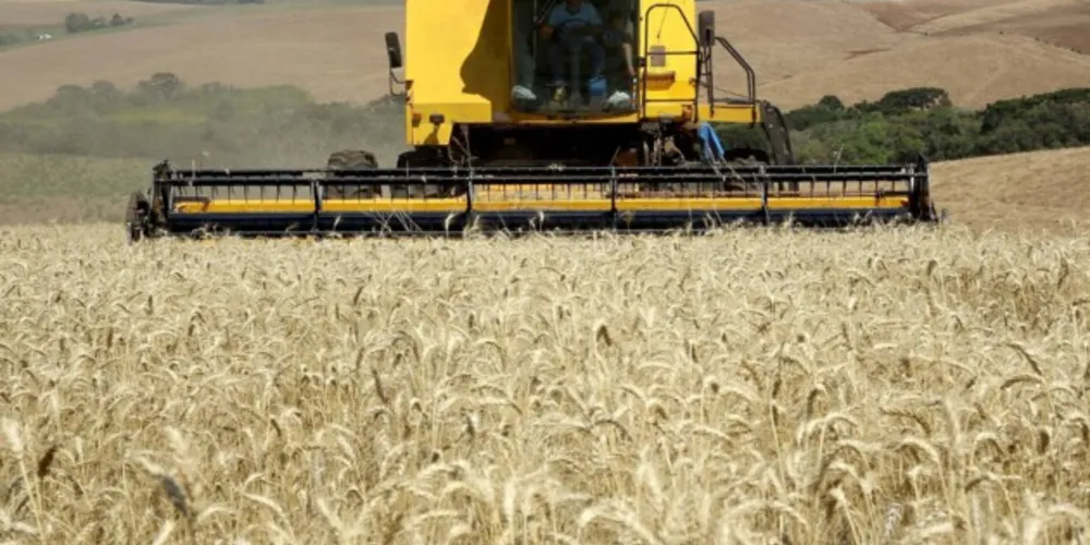 Trigo perdeu qualidade no Paraná devido ao clima desfavorável