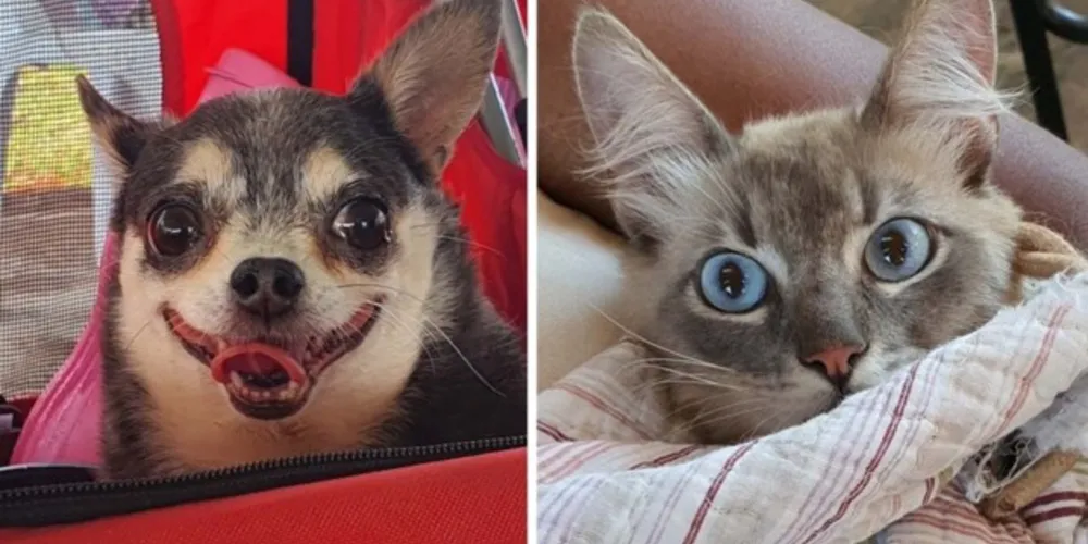 A campanha orienta como os tutores podem identificar a patologia nos animais