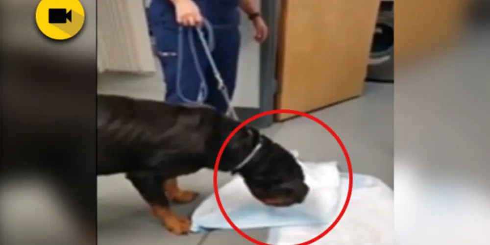 Imagem ilustrativa da imagem Cachorro vomita vibrador da dona durante consulta; Assista