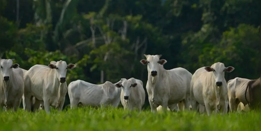 Ambos os casos foram notificados pela Adapar após as amostras serem encaminhadas pelos veterinários que atenderam os animais.