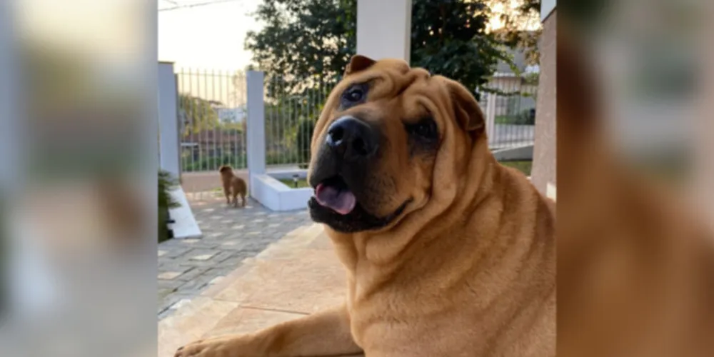 A família acredita que o animal de estimação possa estar nas proximidades do Jardim América.