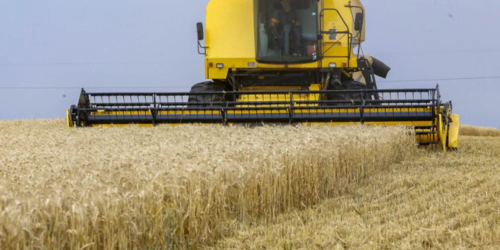 Ninguém produz mais trigo no Paraná e no Brasil do que Tibagi, cidade com população estimada em 20,6 mil habitantes.