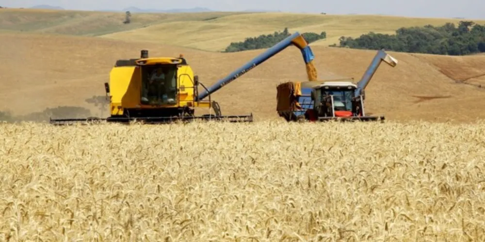Trigo chega à reta final da colheita com preços em alta