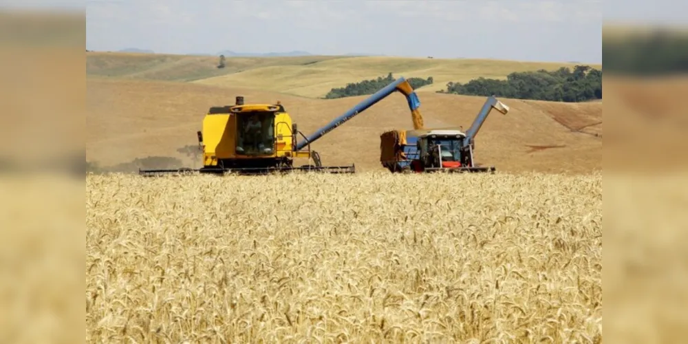 Trigo chega à reta final da colheita com preços em alta