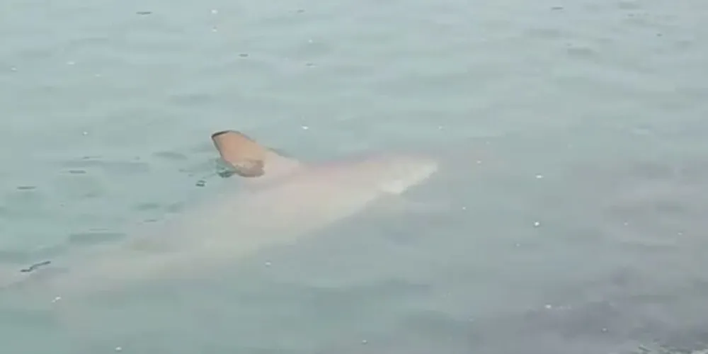 Especialista explica que não há motivo para preocupação, pois as espécies avistadas não costumam atacar e são comuns